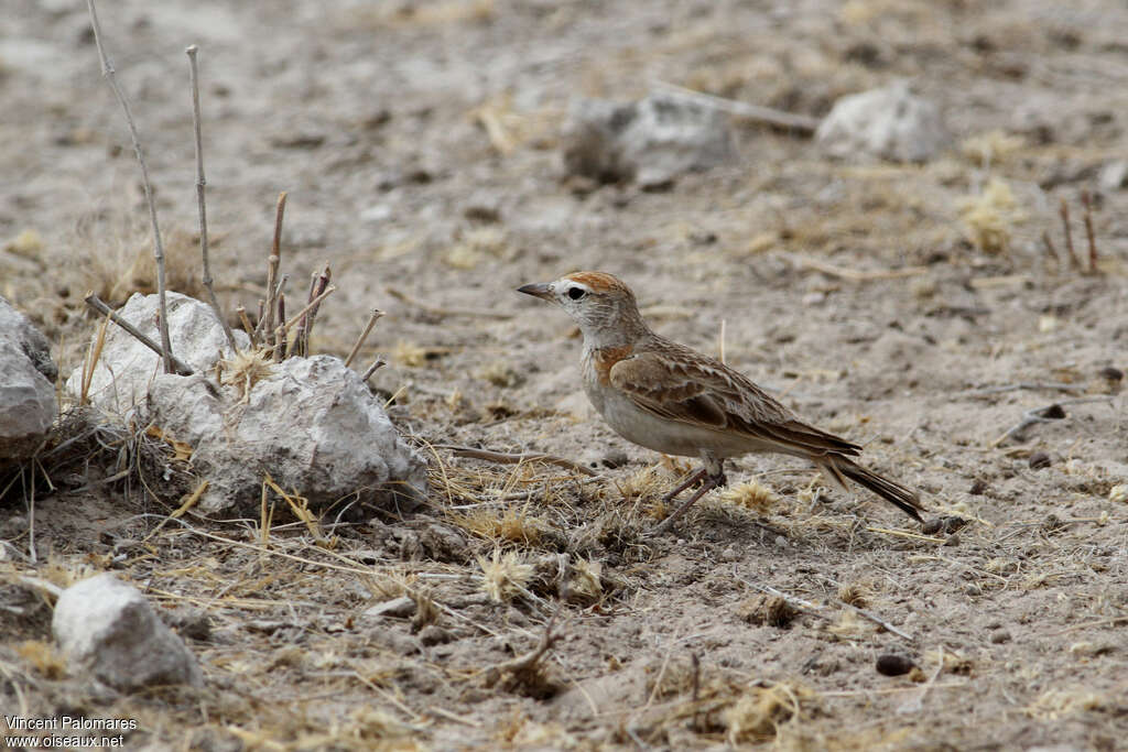 Red-capped Lark, walking