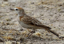 Red-capped Lark