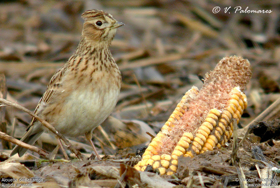 Eurasian Skylark