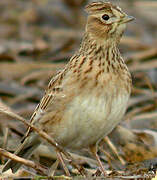 Eurasian Skylark