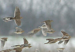 Eurasian Skylark