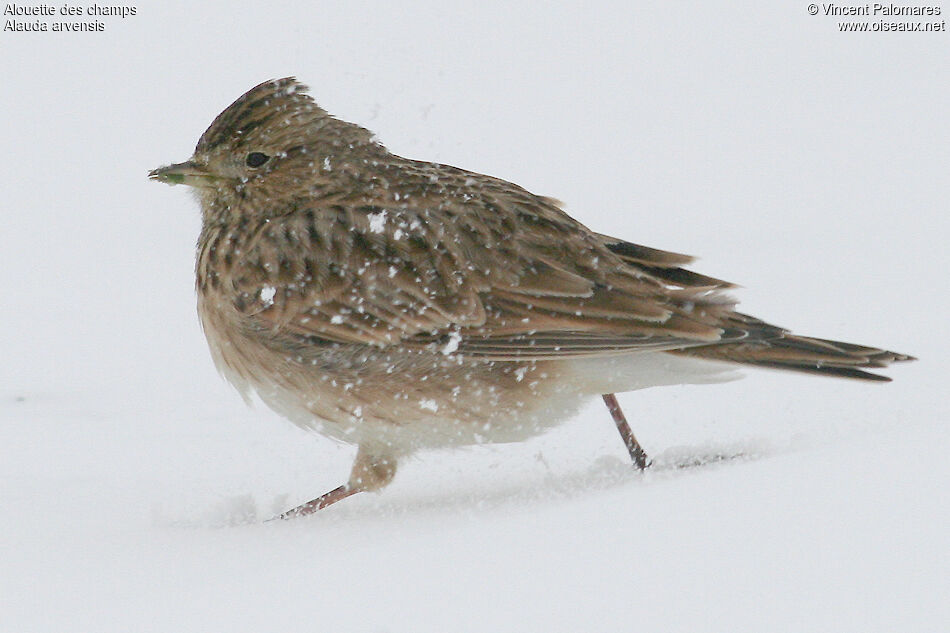 Eurasian Skylark