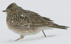 Eurasian Skylark