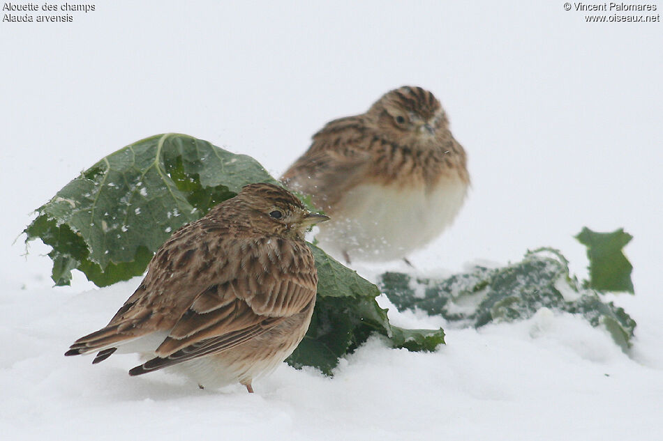 Eurasian Skylark