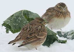 Eurasian Skylark