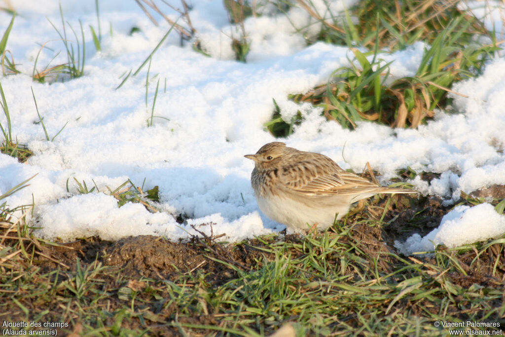 Eurasian Skylark