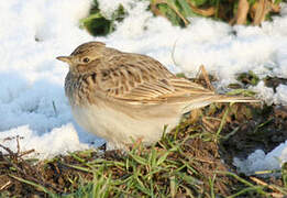 Eurasian Skylark