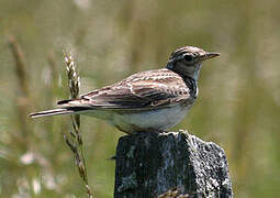 Eurasian Skylark