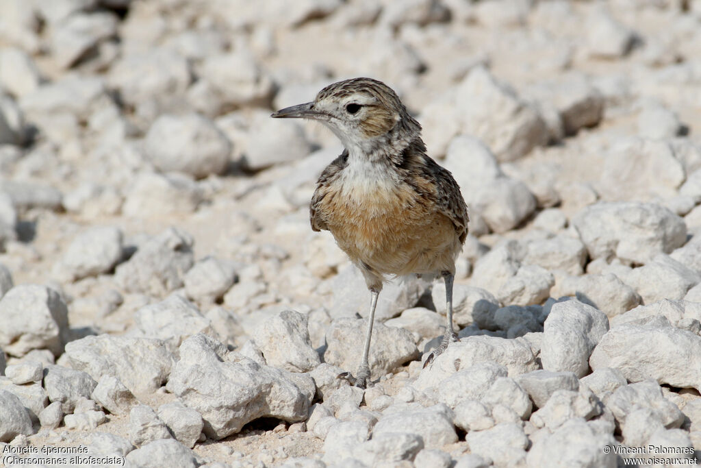 Spike-heeled Lark, walking