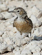 Spike-heeled Lark