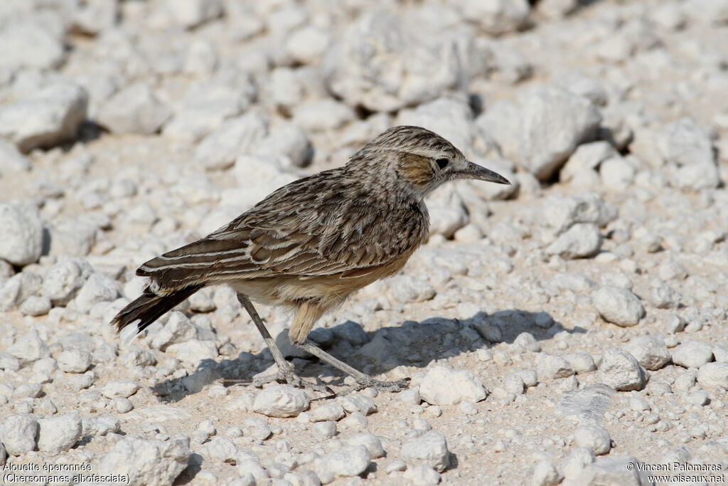 Spike-heeled Lark, walking