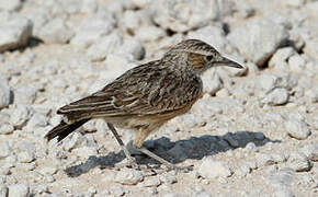 Spike-heeled Lark