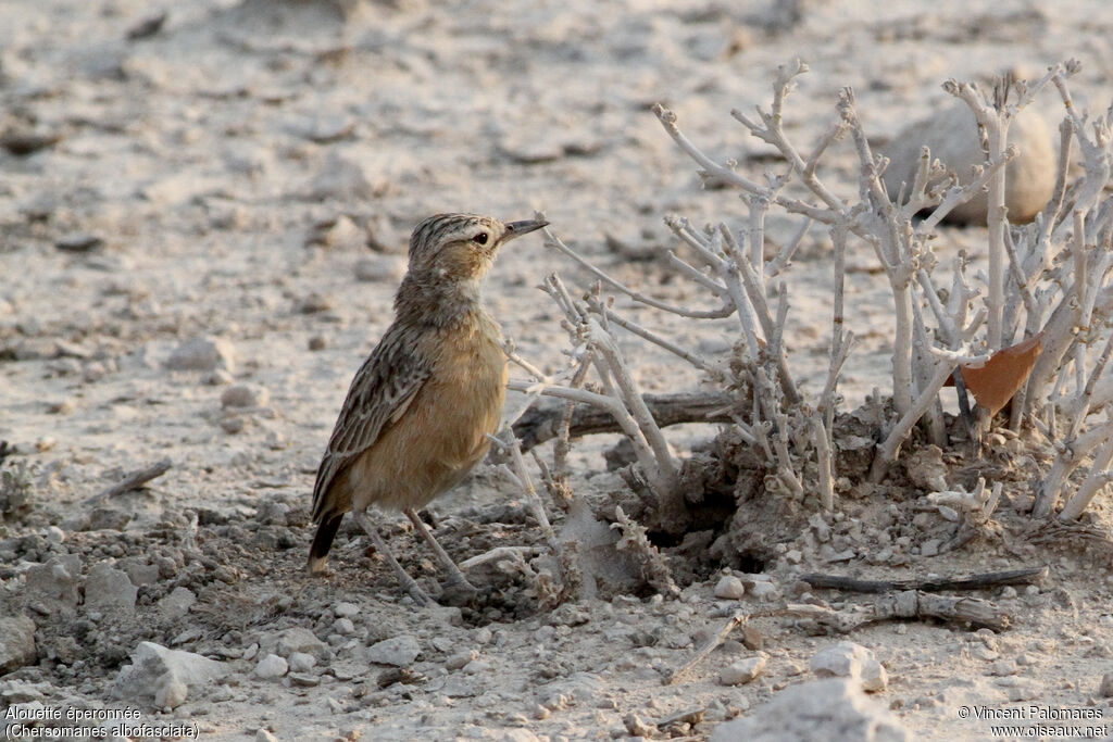 Spike-heeled Lark, walking