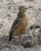 Spike-heeled Lark