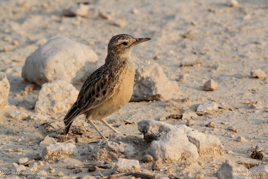 Spike-heeled Lark, walking