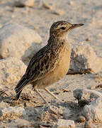 Spike-heeled Lark