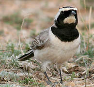 Horned Lark