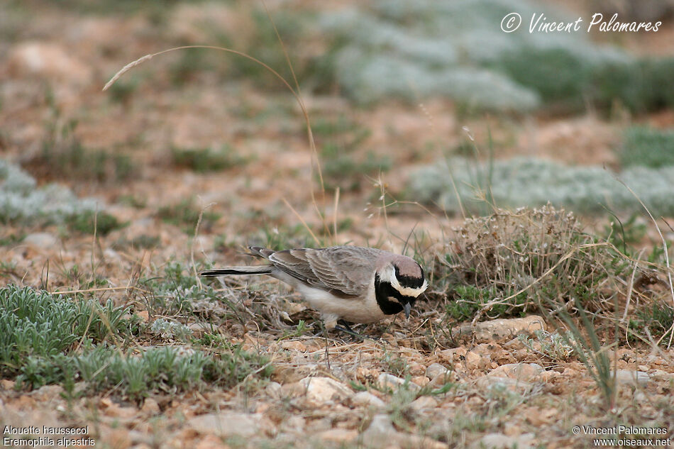 Horned Lark