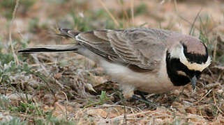 Horned Lark