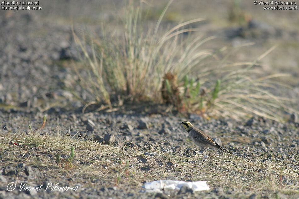 Horned Lark