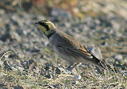 Horned Lark