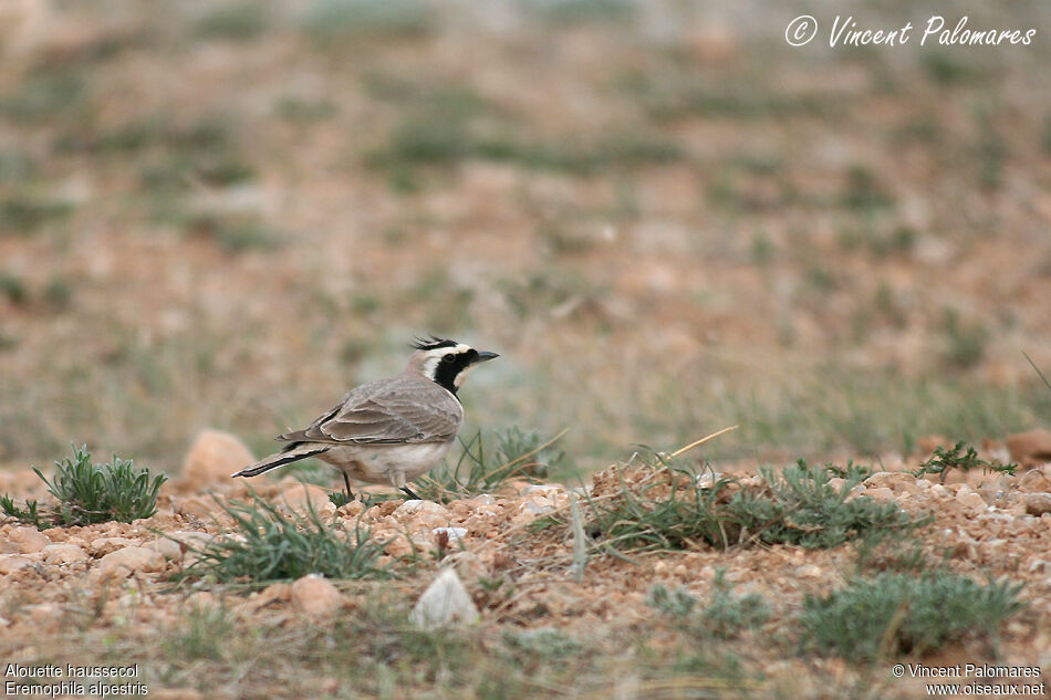 Horned Lark