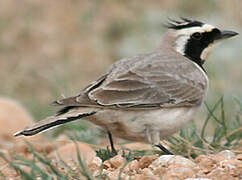 Horned Lark