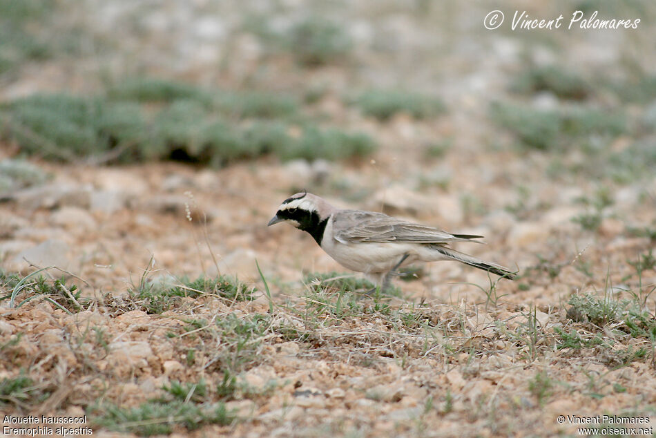 Horned Lark