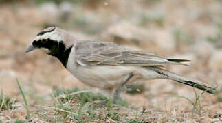 Horned Lark