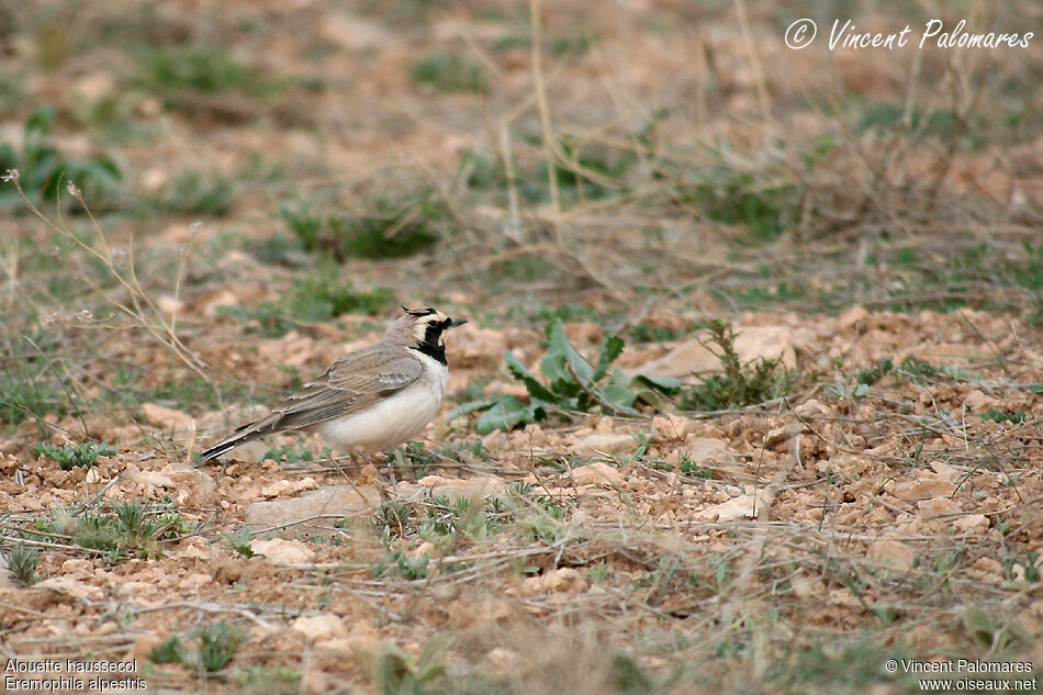 Horned Lark