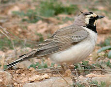 Horned Lark