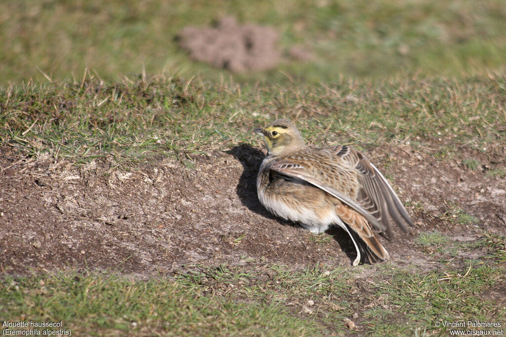 Horned Lark