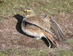 Horned Lark