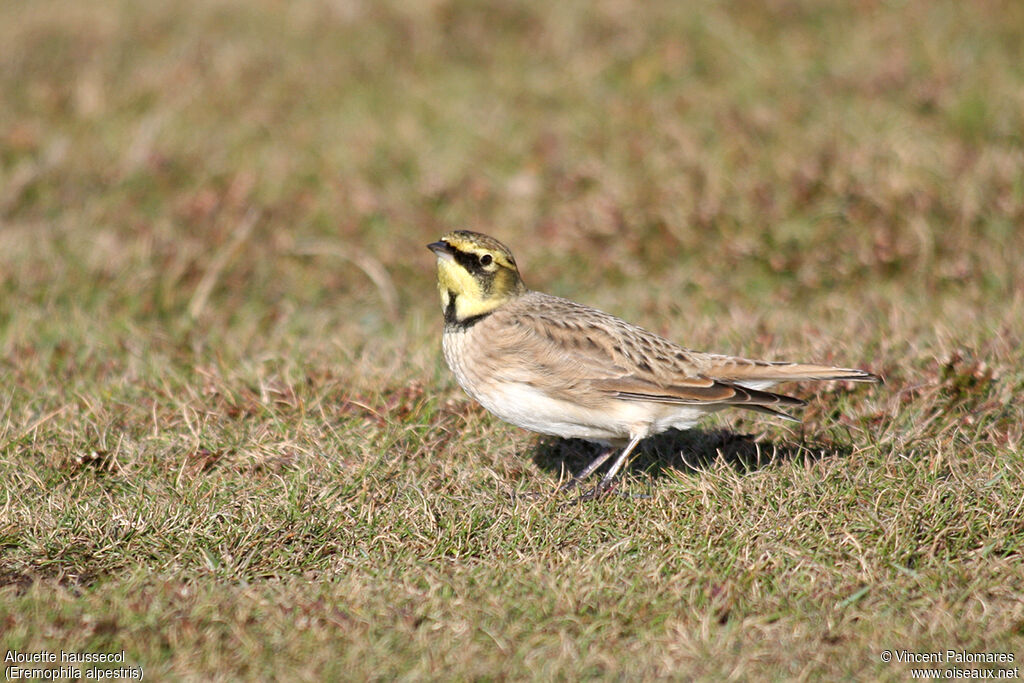 Horned Lark