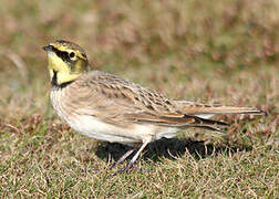 Horned Lark