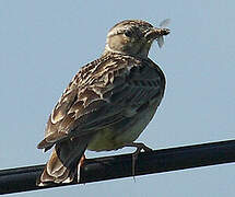 Woodlark