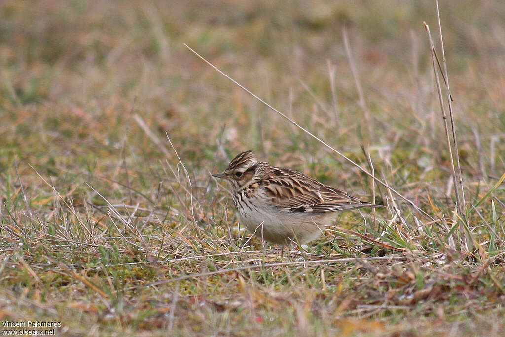 Alouette lulu, habitat, camouflage, pigmentation, marche, pêche/chasse