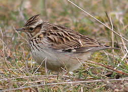 Woodlark