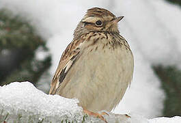 Woodlark