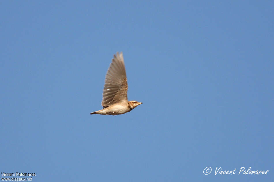 Bimaculated Lark, pigmentation, Flight