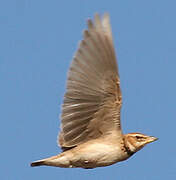 Bimaculated Lark