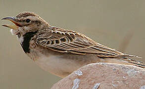 Bimaculated Lark