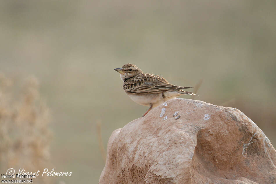 Bimaculated Lark, identification