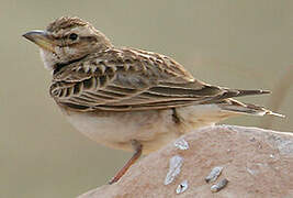 Bimaculated Lark