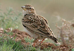 Bimaculated Lark