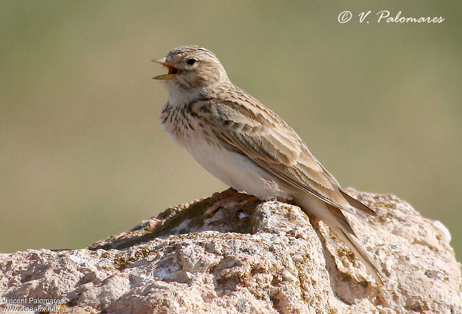 Lesser Short-toed Lark male adult, song