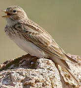 Lesser Short-toed Lark