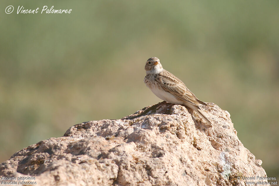 Mediterranean Short-toed Lark