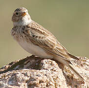 Mediterranean Short-toed Lark