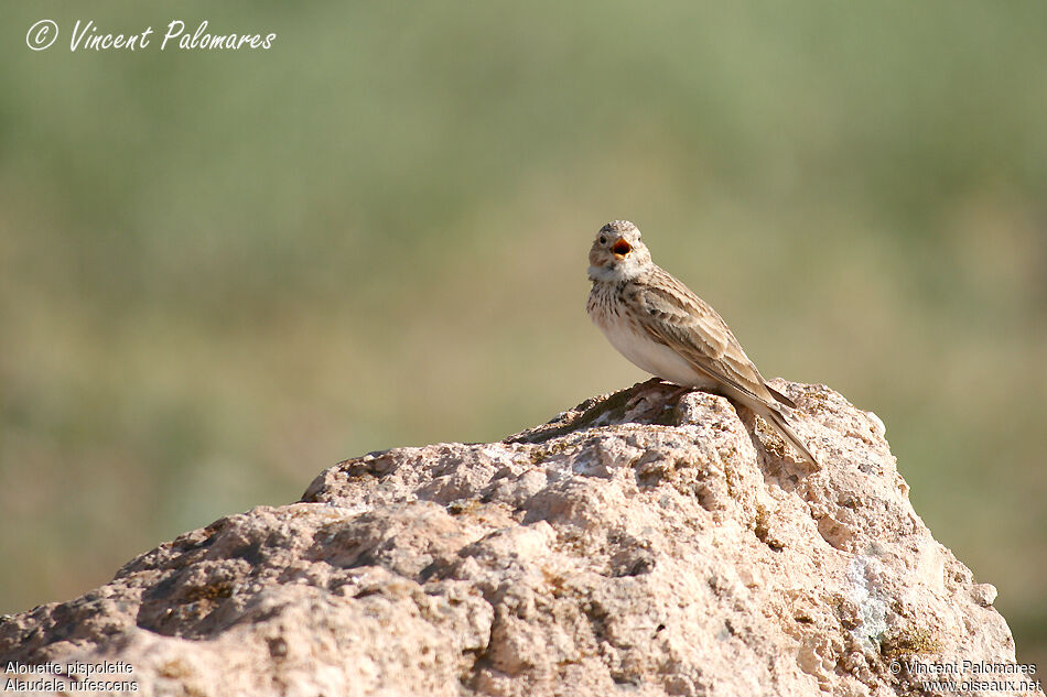 Mediterranean Short-toed Lark